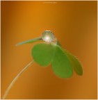 un cuore con la sua gemma...