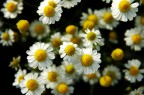 Camomilla