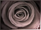 Rosa - Rosae... Rosa - Rosae...