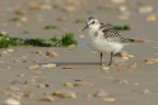Piovanello tridattilo (Calidris alba)