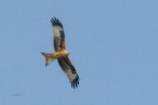 Nibbio-reale_DSC5843
