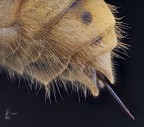 Hornet Sting Hornet Sting
