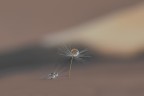 Drops