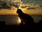 Gatto di Bova Marina Gatto di Bova Marina