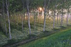 alba e pioppi alba e pioppi