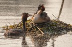 On the nest On the nest