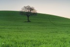 Solitari nel verde..