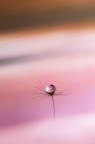 In the drop