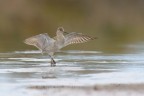 Combattente_Calidris-pugnax_DSC3932