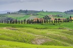 Gregge al pascolo.. Val d'orcia. Gregge al pascolo.. Val d'orcia.