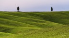 Alberi Solitari.. Colline Val d'orcia. Alberi Solitari.. Colline Val d'orcia.