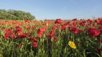 Solo..  contro un mare di rosso..