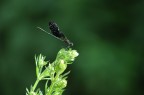 libellula libellula