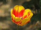 tulipano tulipano