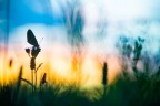 Melitaea di sera Melitaea di sera