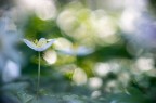Anemone e primotar Anemone e primotar