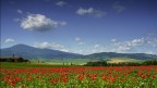 Distesa di papaveri sotto un cielo blu..