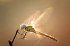 Symnpetrum fonscolombii Symnpetrum fonscolombii