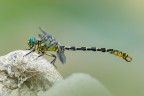 Onychogomphus forcipatus (Villagana, Bs) Onychogomphus forcipatus (Villagana, Bs)