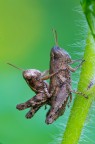 Pezotettix giornae Pezotettix giornae