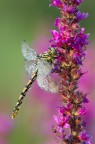 Gomphus vulgatissimus (Villagana, Bs) Gomphus vulgatissimus (Villagana, Bs)