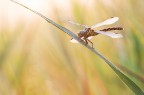 Gomphus vulgatissimus (Villagana, Bs) Gomphus vulgatissimus (Villagana, Bs)