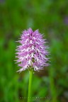 orchidea
