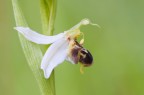 Ophrys apifera