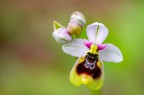 Ophrys tenthredinifera