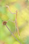 Mantis.... Mantis....