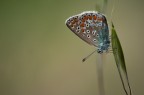 Polyommatus icarus Polyommatus icarus