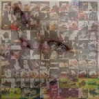 Ma cosa ricordano i gatti?