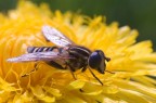 Ape su fiore giallo Ape su fiore giallo