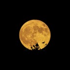 My Moon My Moon