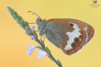 Coenonympha arcania