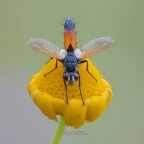 Cylidromyia-brassicaria_DSC7003