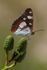 Limenitis Reducta Limenitis Reducta