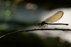 Calopteryx splendens female Calopteryx splendens female