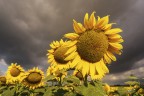 Sotto un cielo nero.. Sotto un cielo nero..