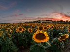 Girasoli al tramonto Girasoli al tramonto