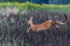 Il Salto Il Salto