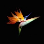 Fiore Fiore