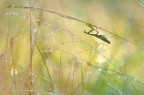Mantis Mantis
