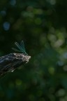 Libellule_Lug2022 Libellule_Lug2022