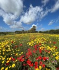 Natura Natura