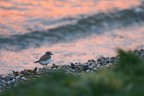 Corriere al'Alba Corriere al'Alba