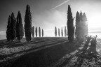 cipressi all'alba