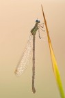 Platycnemis pennipes Platycnemis pennipes