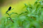 Calopteryx splendens Calopteryx splendens