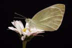 Pieris brassicae